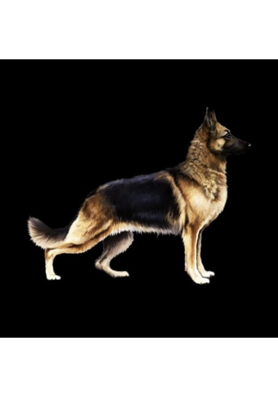 German Shepherd Kupa Bardak Çok Renkli