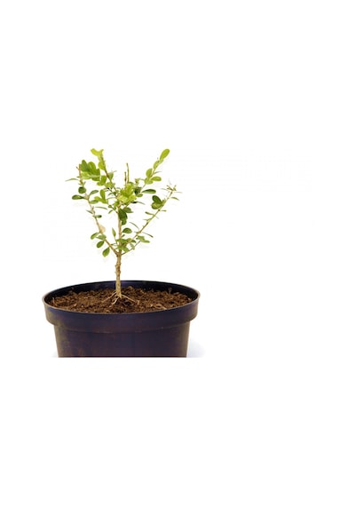 Bonsai Şimşir Fidanı Buxus Sempervirens Rotundifolia 4 Yaşında