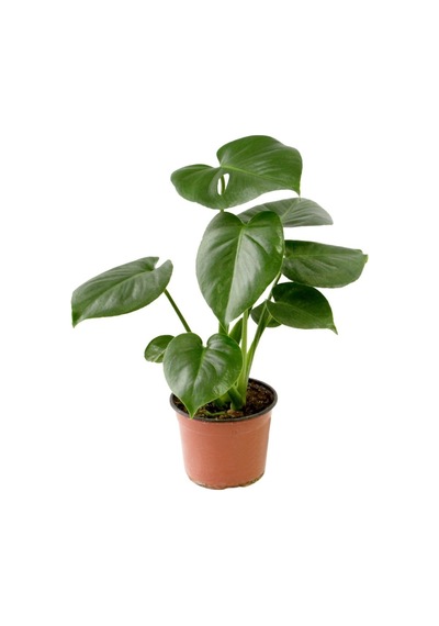 Deve Tabanı 30-50 Cm Monstera Deliciosa Küçük Boy
