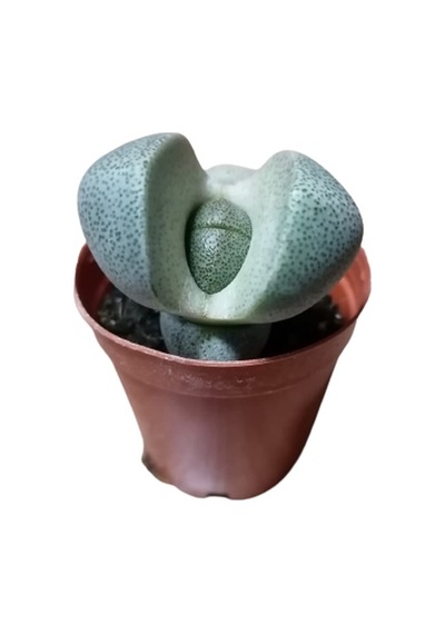 Saksılı Beyaz Küpeli Çiçeği 12 Cm'lik Saksıda