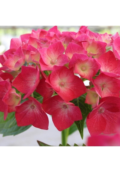 Videolu Kıpkırmızı Çiçekli Ortanca Fidanı 30-55 Cm Tüplü Çiçekli Bodur Bitkiler Red Hydrangea