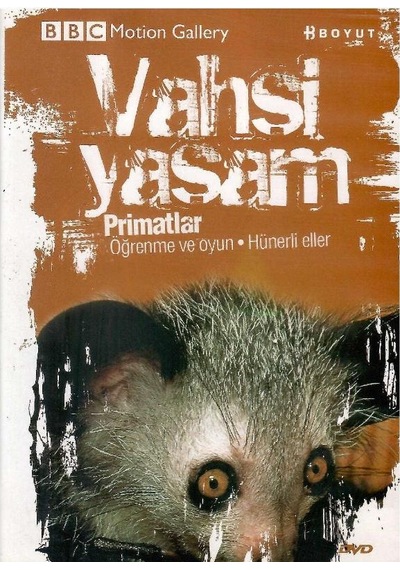 Bbc Motion Gallery - Vahşi Yaşam Primatlar Öğrenme Ve Oyun Hünerli Eller - Dvd