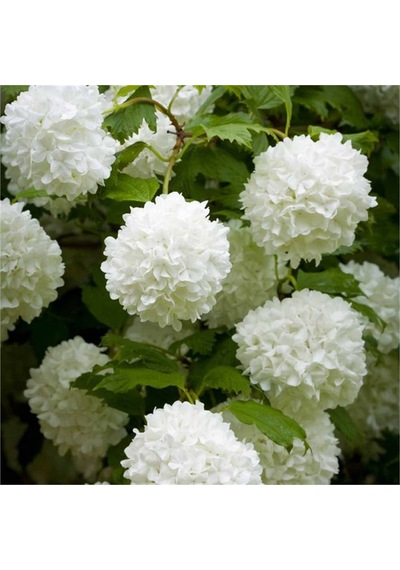 Çınar Kartopu Çiçeği Viburnum Opulus