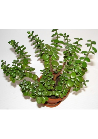 Videolu 1 Adet Para Çiçeği Fidanı 15-35cm Saksılı Money Plant