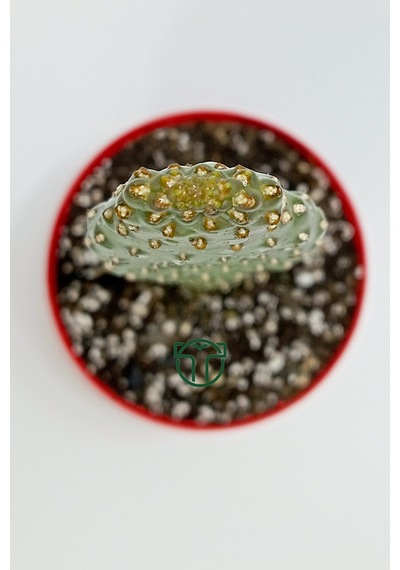 Consolea Rubescens İnce Uzun Kaktüs Özel Tür Yassı Sütun 8.5 Cm K