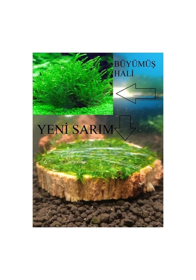 Ağaç Diliminde Kütüğe Yeni Sarım Java Moss Tasarımı Canlı Bitki
