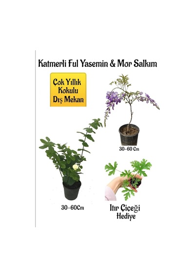 Çok Avantajlı Kokulu Katmerli Ful Yasemin Çiçeği+mor Salkım Ağacı Fidanı Itır Çiçeği Hediyeli