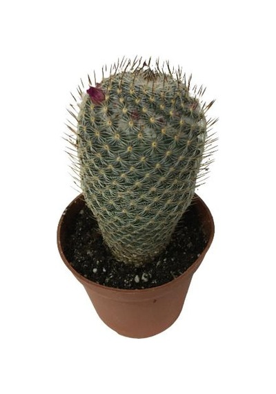 Çiçek Açan Kaktüs Mammillaria 8,5 Cm'lik Saksıda