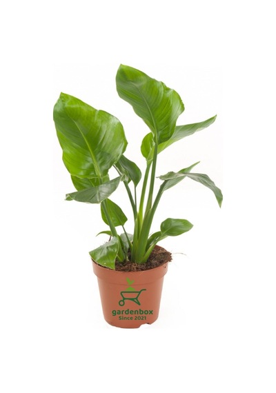 Starliçe Cennet Çiçeği 1 Adet Saksılı Mini Boy 15-30cm Strelitzia