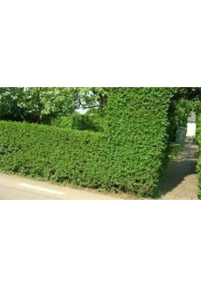 Ligustrum Kurtbağrı 200 Adet - Çit Bitkisi