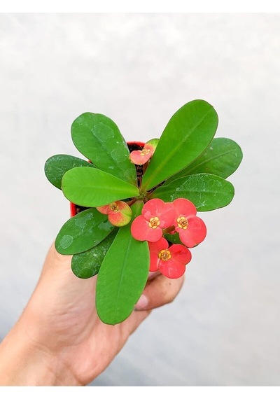 Kırmızı Çiçekli Milli Dikenler Tacı 1 Adet Saksılı 5-10cm Bahçe-salon Bitkisi Euphorbia