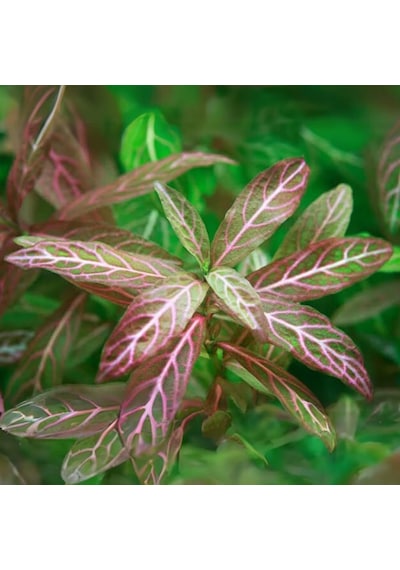Hygrophila Polysperma Rosanervig Kolay Akvaryum Zemin Bitkisi Canlı Akvaryum Bitkisi