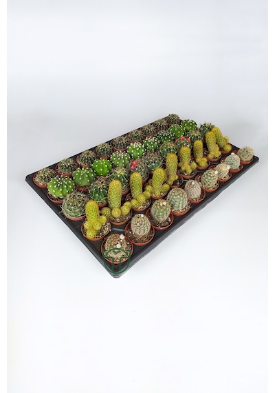 45 Adet Özel Tür Kaktüs 9 Arlı Set #2 Toptan 5.5 Cm Saksıda
