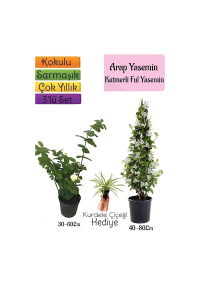 Kokulu Arap Yasemini+katmer Ful Yasemin+kurdele Çiçeği 3'lü Bahçe Seti