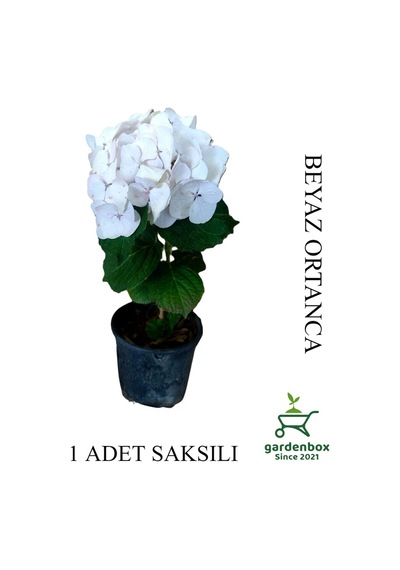 Beyaz Renk Ortanca Çiçeği 1 Adet Saksılı/tüplü 20-30cm Çiçekli Bitki