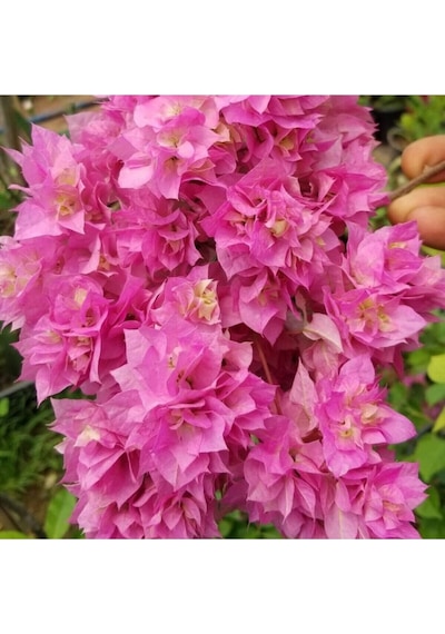 1 Adet Pembe Renk Begonvil Çiçeği Fidanı 60-90cm Çiçekli Bodur Bitkiler Bahçe Balkon Teras Pink Begonia