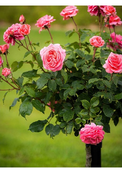 Minyatür 1 Adet Pembe Gül Fidanı 1. Kalite 30-55cm Saksılı Miniature Pink Rose