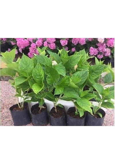 Pembe Ortanca Fidanı Fidesi 10-30 Cm Hydrangea Macrophylla
