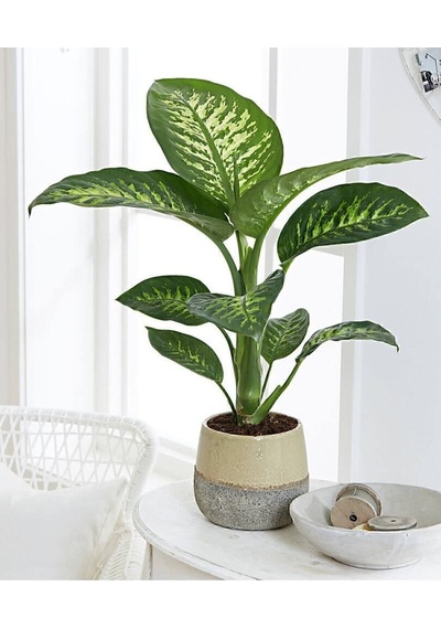 Dieffenbachia - Difenbahya Tropic Snow 40-50 Cm Boyunda Üretim Saksısında