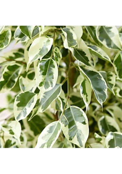 Videolu Alacalı Benjamin Bitkisi 1 Adet Saksılı/tüplü 60-90cm Ofis Bitkisi Ficus Starlightt