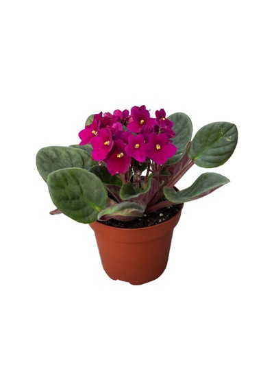 Saintpaulia Ionantha 'purple' Menekşe Çiçeği Ø10,5 Cm Y15-20 Cm