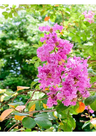 Videolu Oya Ağacı Fidanı Paketi 4 Adet Saksılı/ Tüplü 50-70 Cm Lagerstroemia İndica