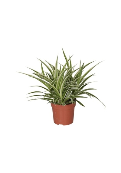 Comosum Kurdele Çiçeği Chlorophytum Comosum 10-20 Cm