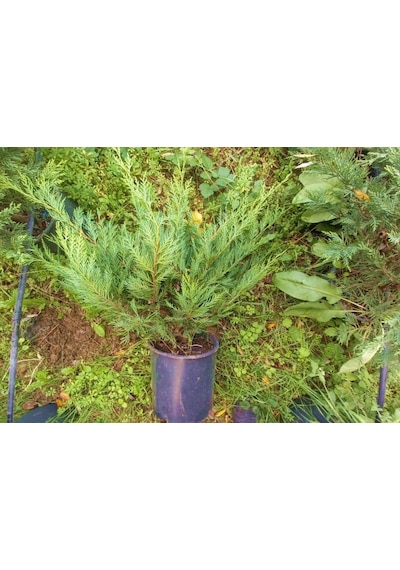 Yayılıcı Leylandi Cupressocyparis Leylandii Horizantelis 40-60 Cm 5 Adet