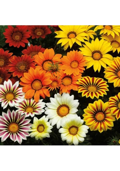 10 Adet Gazania Mix Flower Tohumu