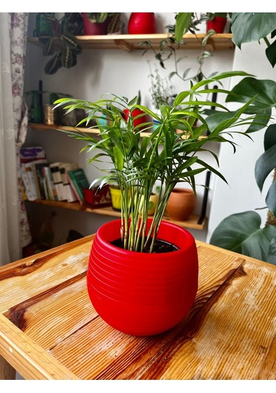Dağ Palmiyesi - Chamaedorea Elegans - 25cm 6299