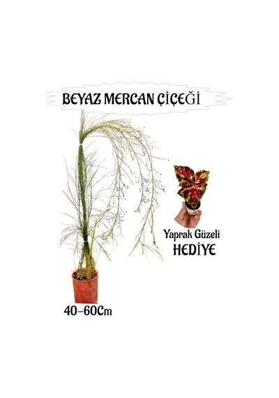 Beyaz Mercan Çiçeği 1 Adet Sakıslı+ Yaprak Güzeli Hediye Bahçe Teras Bitkisi