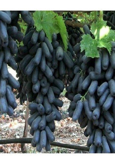 Videolu Parmak Aşılı Üzüm Siyah Renkli 40 60 Cm 1 Adet Dış Mekan Bitkisi Blackcurrant