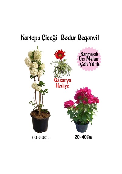 Kartopu Çiçeği 1 Adet+pembe Bodur Begonvil 1adet+kırmızı Gazanya Saksılı Bahçe Seti