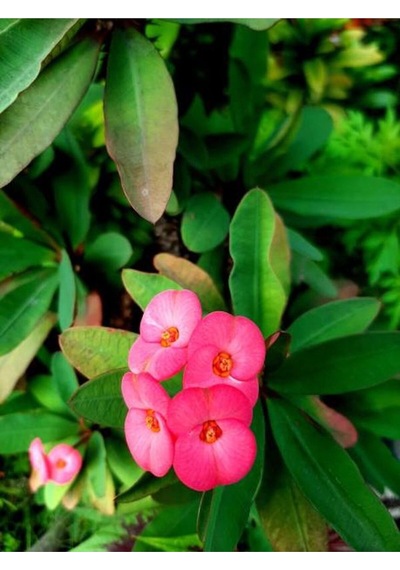 Pembe Çiçekli Milli Dikenler Tacı Mini 1 Adet Saksıda 5-10 Cm Salon Bitkisi Euphorbia