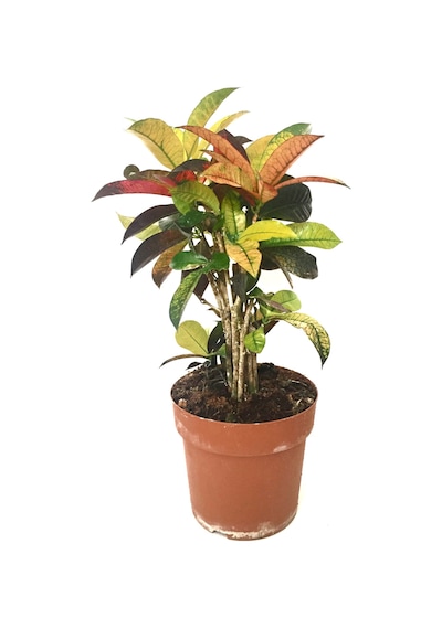 Codiaeum Variegatum 'Mrs Iceton' (Kraton Çiçeği) Ø17 CM Y45-50 CM