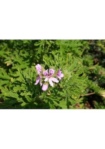 Videolu 2 Adet Mis Kokulu Gül Damlası Itır Çiçeği 15-35 Cm Saksılı Çiçekli Bodur Bitki Lavandula