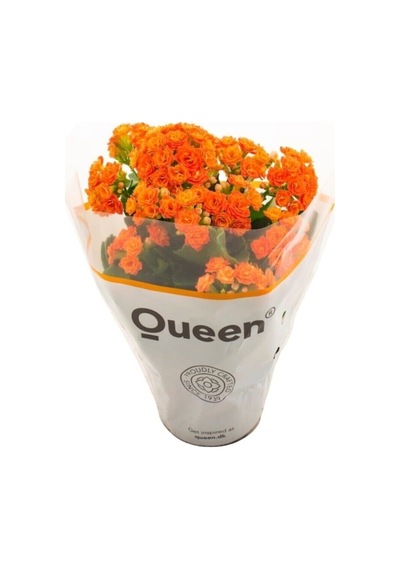 Kalanşo Kalanchoe Emel Hanım Çiçeği Turuncu Renk