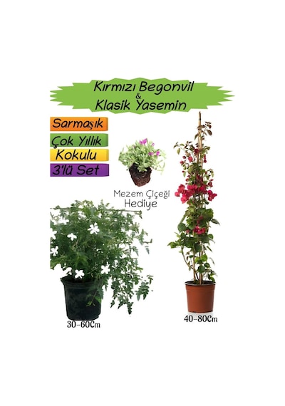 Kırmızı Renk Begonvil+kokulu Klasik Yasemin+mezem Çiçeği 3'lü Peyzaj Seti