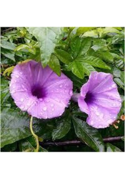 15 Adet Tohum Ipomea Purpurea Çiçeği Tohumu Saksı Toprak Sürpriz Hediye Tohumla Gönderilir