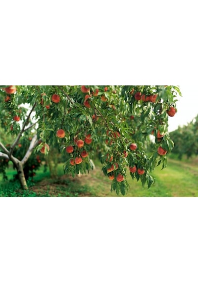 Saf Aminoasit 20 KG (Bitkiler Için) Suda Çözünür Toz