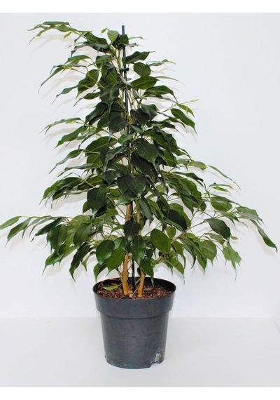 Canlı Formlu Yeşil Benjamin Çiçeği 30-60cm 1 Adet Saksılı Green Ficus