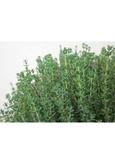 Serada Decor Plant Saksılı Kekik Fidanı Çiçeği 20 Cm -30 Cm