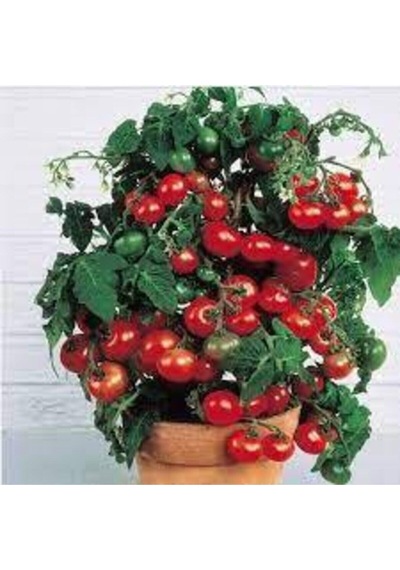 150 Adet Tohum Süper Paket Cherry Çeri Domates Tohumu Saksılık Saksı Toprak Sürpriz Hediye Tohum
