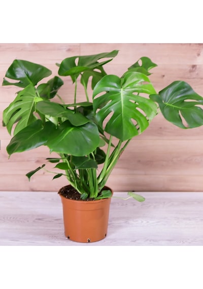 Çok Gövdeli İri Yapraklı Deve Tabanı - XL (Monstera Deliciosa)