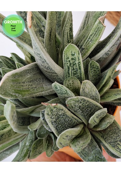 Little Warty Group 1 Adet