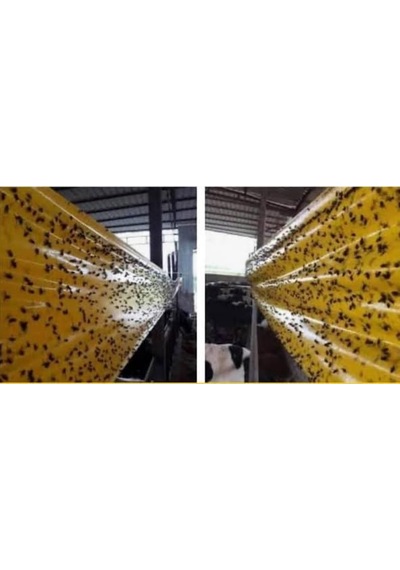 Roll Trap Sarı Sinek Yakalama Bandı, Sinek Tuzağı, 30cmx50m