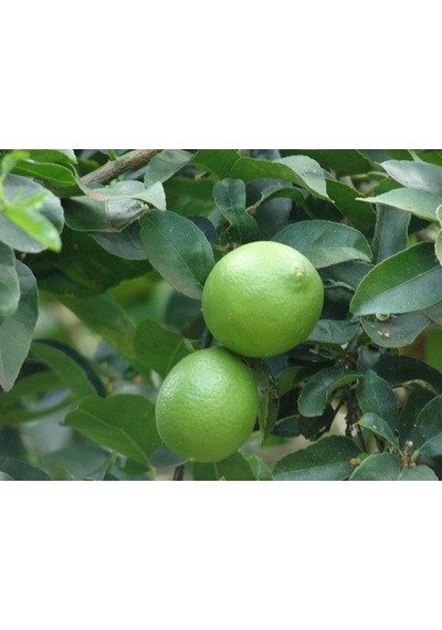 3 Yaş Aşılı Tahiti Lime Fidanı