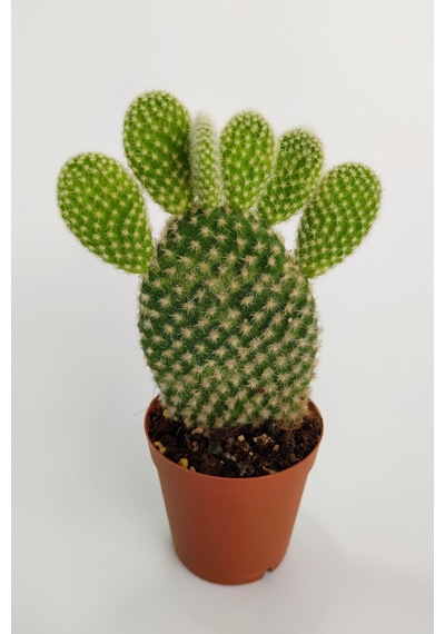 Opuntia Microdasys Albata Tavşan Kulağı Kaktüs Tekli Kaktüs 5.5cm
