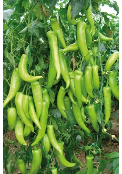 Çarliston Biber Tohumu 10 Gr Standart