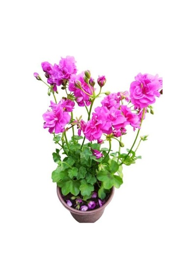 Bordo Sakız Sardunya Fidanı Bordo 10-20 Cm